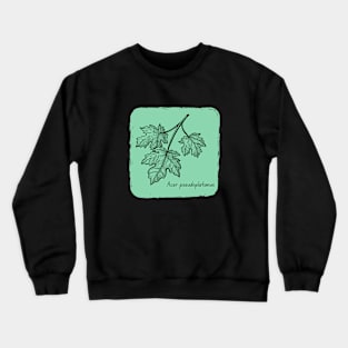 Acer pseudoplatanus Crewneck Sweatshirt